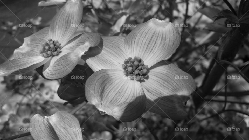 dogwood bloom. black and white