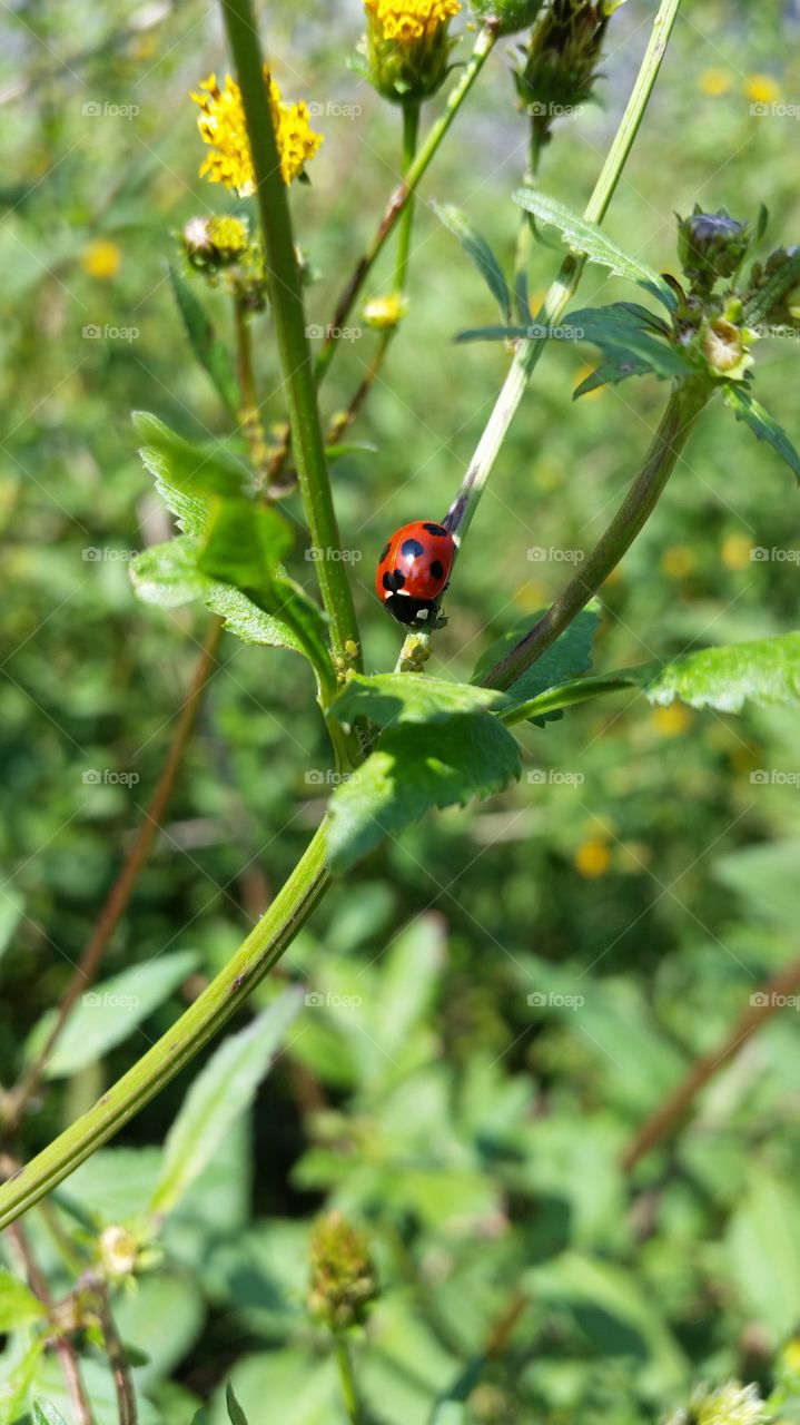 Lady bug and aphid