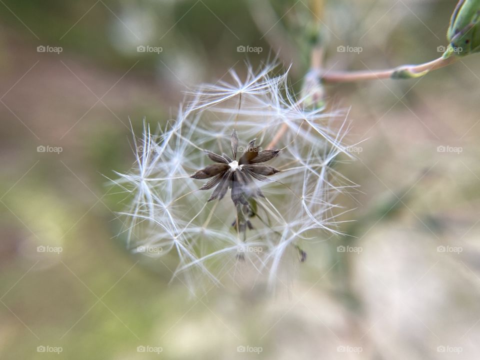 Flower dispersing seeds after blooming 