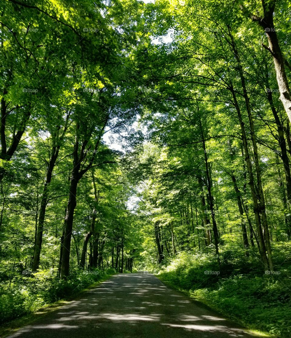 Lush green forest on either side of a paved road on a sunny summer day in Pennsylvania
