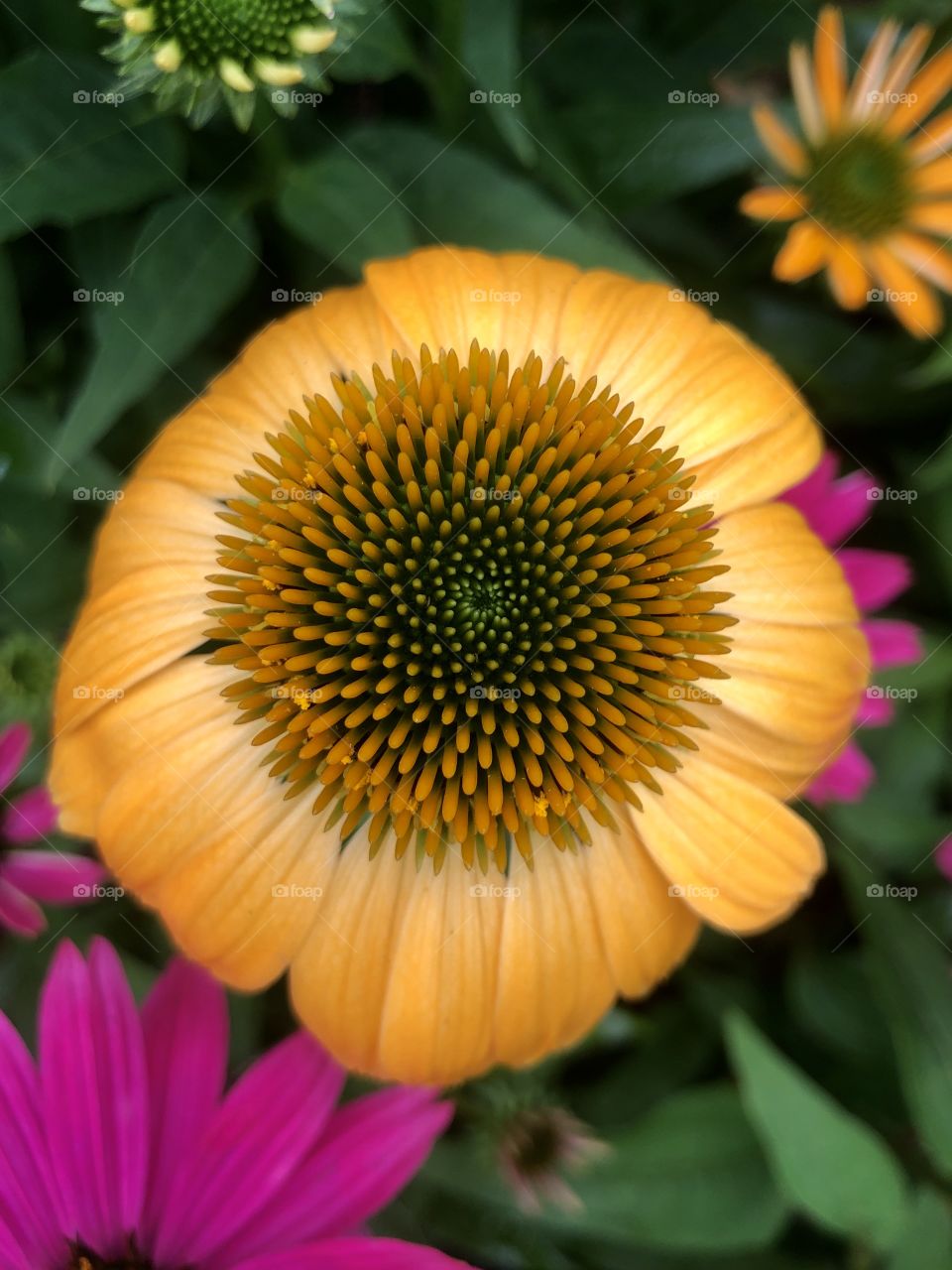 Overhead closeup of coneflower 