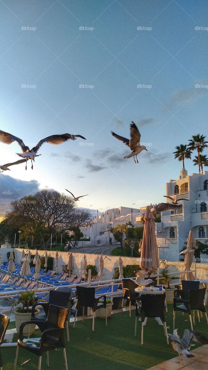 Seagulls flying in the swiningpool