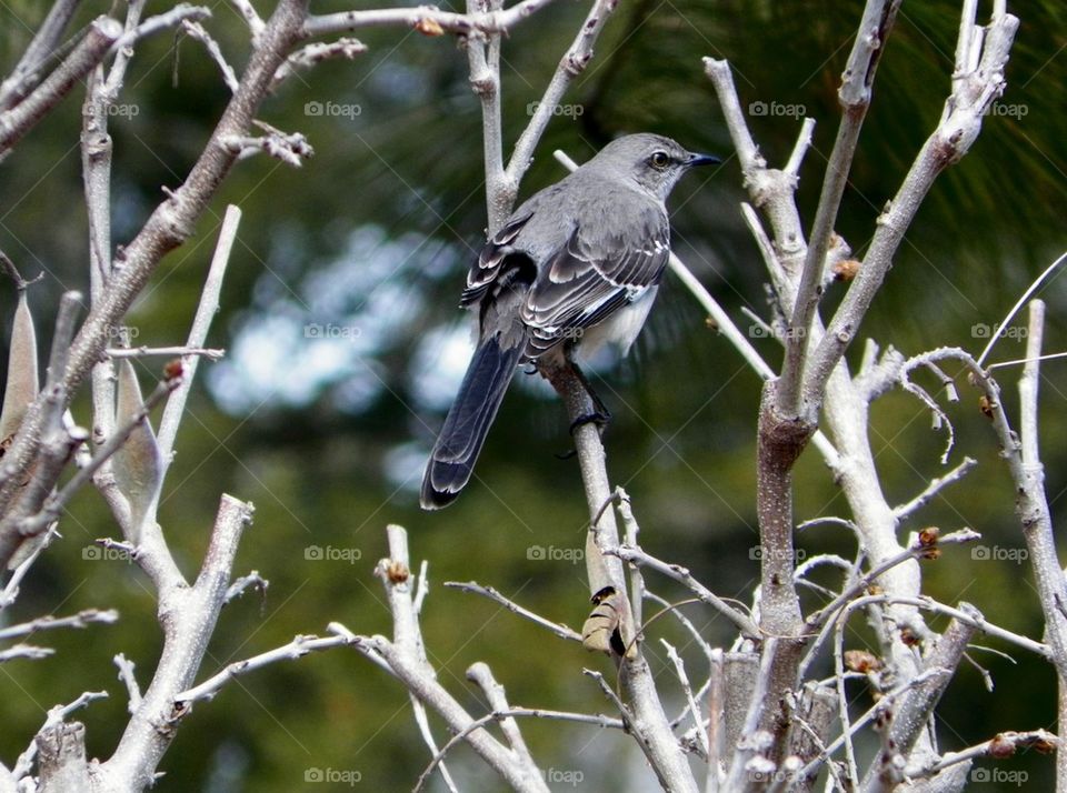 Bird perching on bare tree