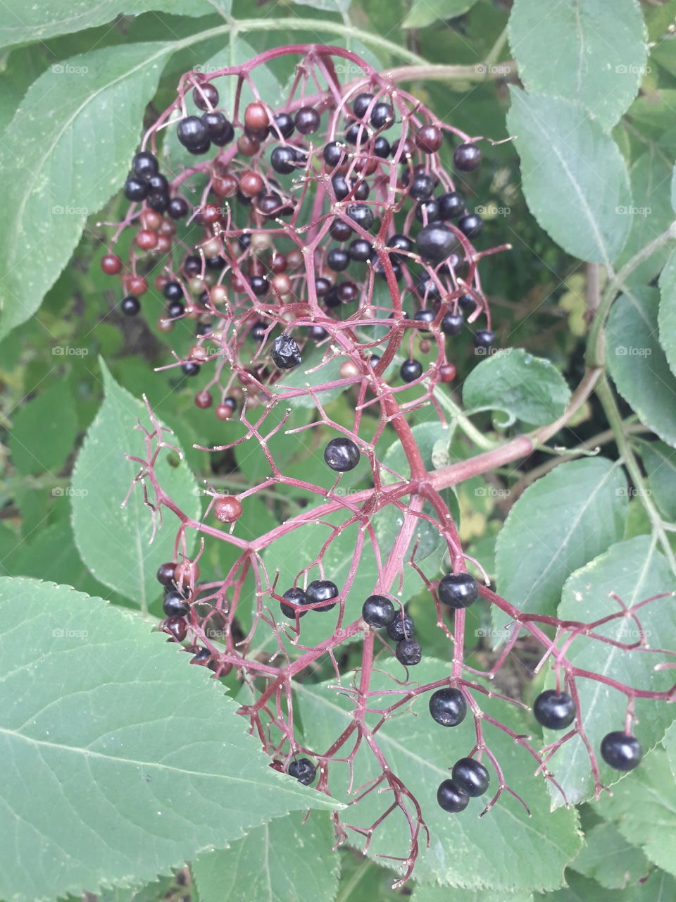 elderberry