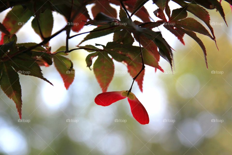 red seed and fresh spring maple leaves.