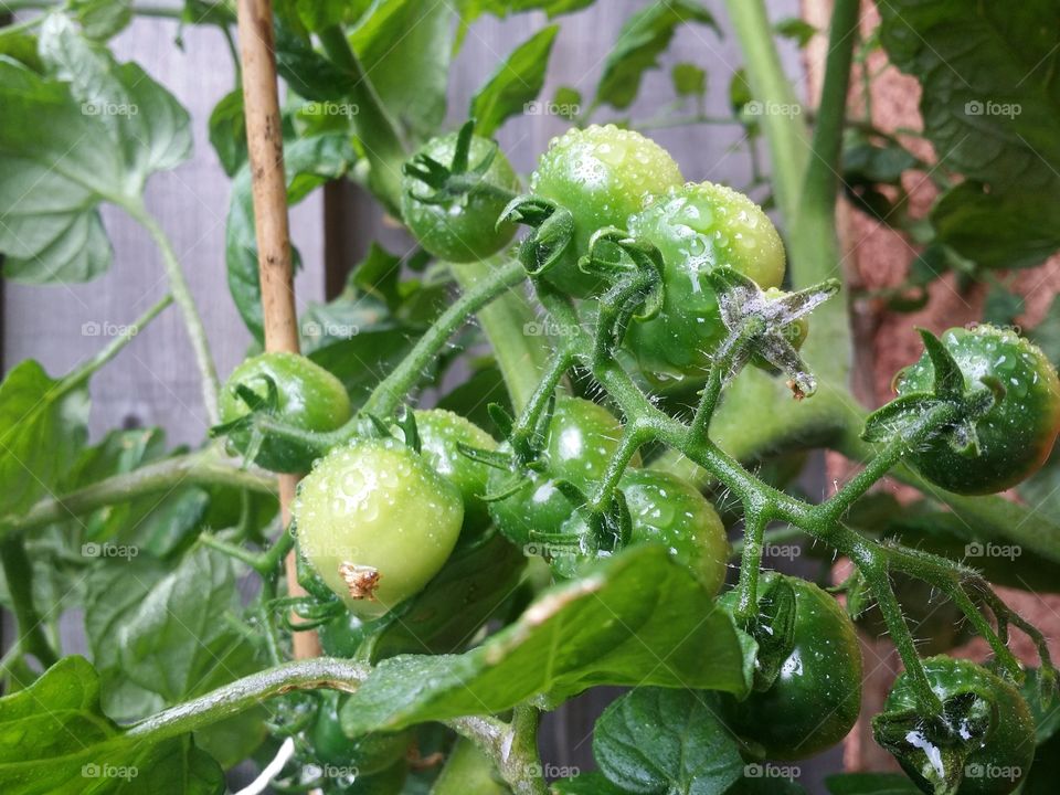 Green tomatoes