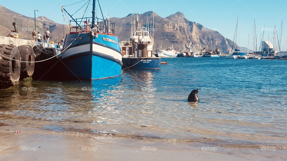 Playful seal, Cape Town