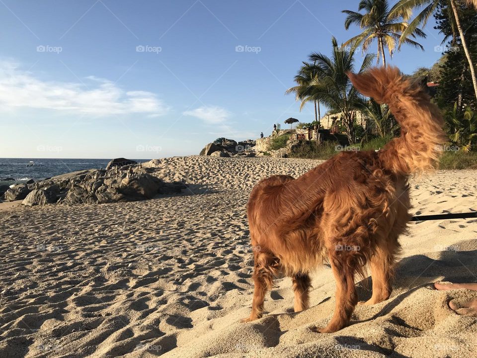 Max en la playa 