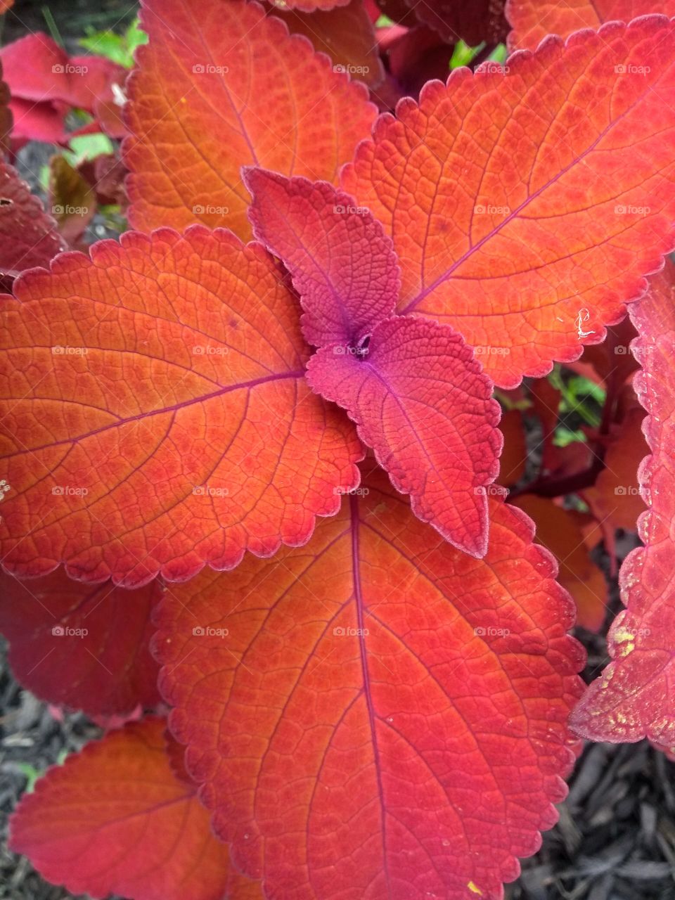 Flower in autumn