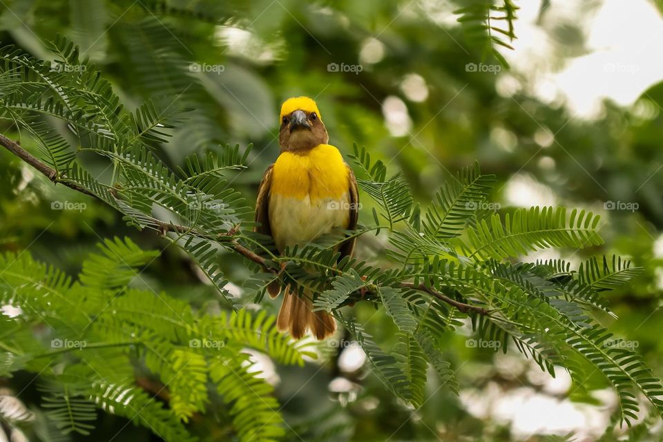 Beautiful and cute bird