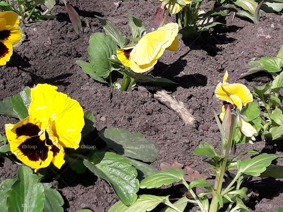 park spring time sun sunny colors colorful nature wild plants flowers amazing stunning cool nice weather hot lovely sky forest grass view splendid