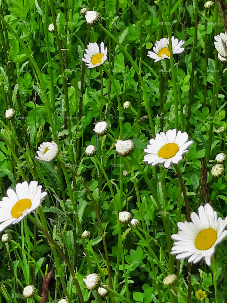 spring meadow with white  flowers