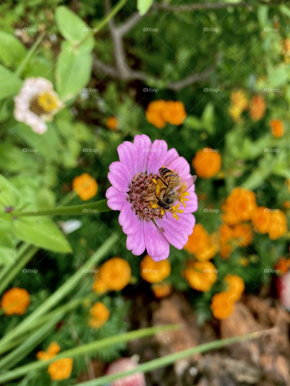 Bee on a flower