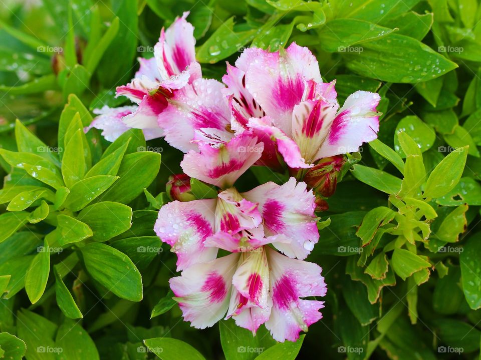 Beautiful pink and white flower