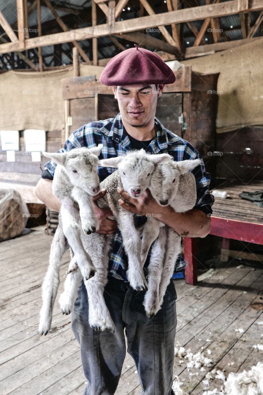 Lambing season in an estancia in Patagonia , Argentina . Triplets . Lambs . Hands full 