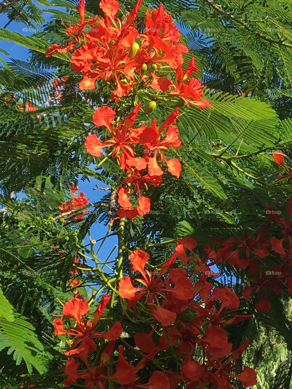 Flowering trees Bermuda