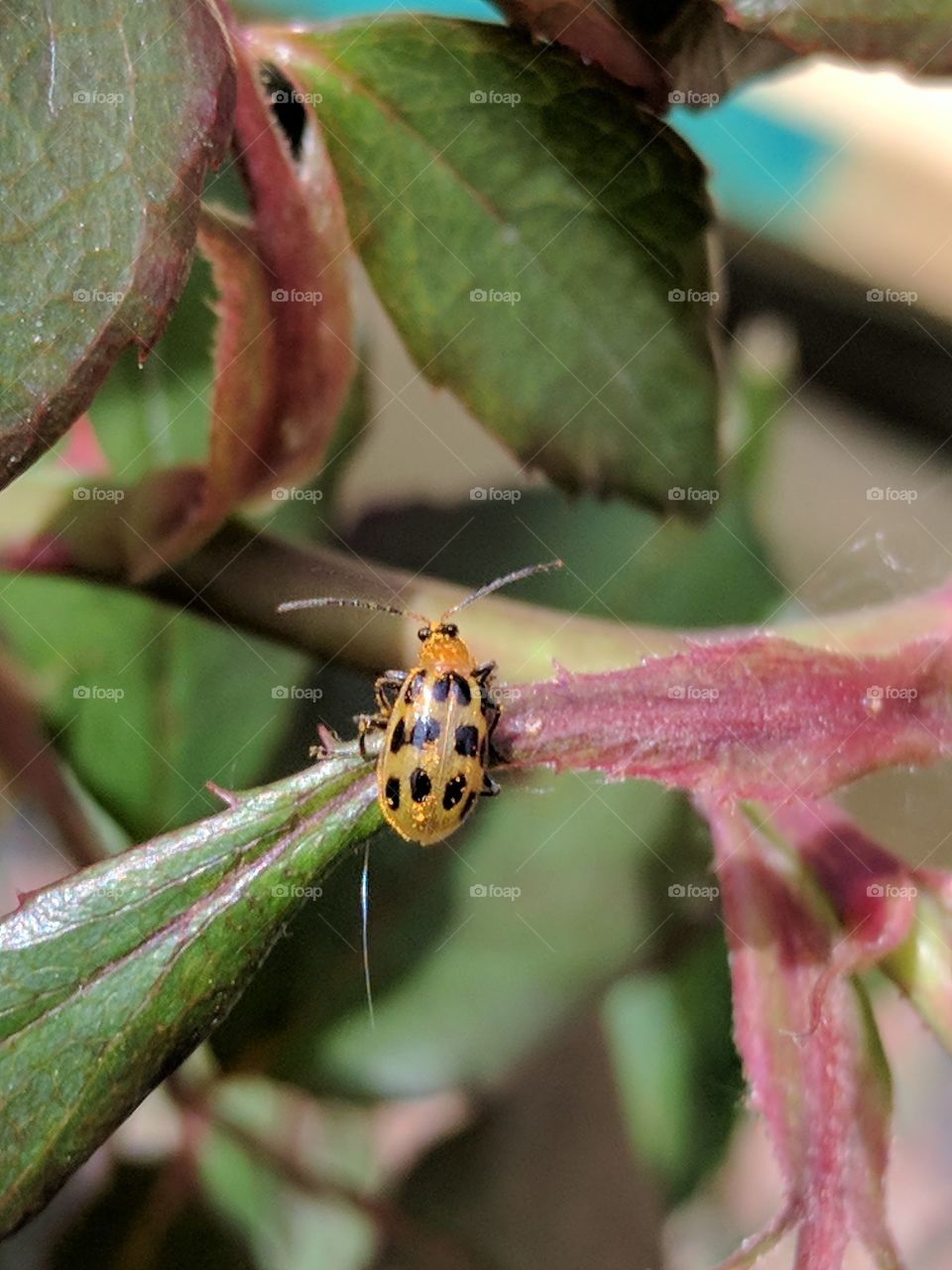 yellow ladybug close up