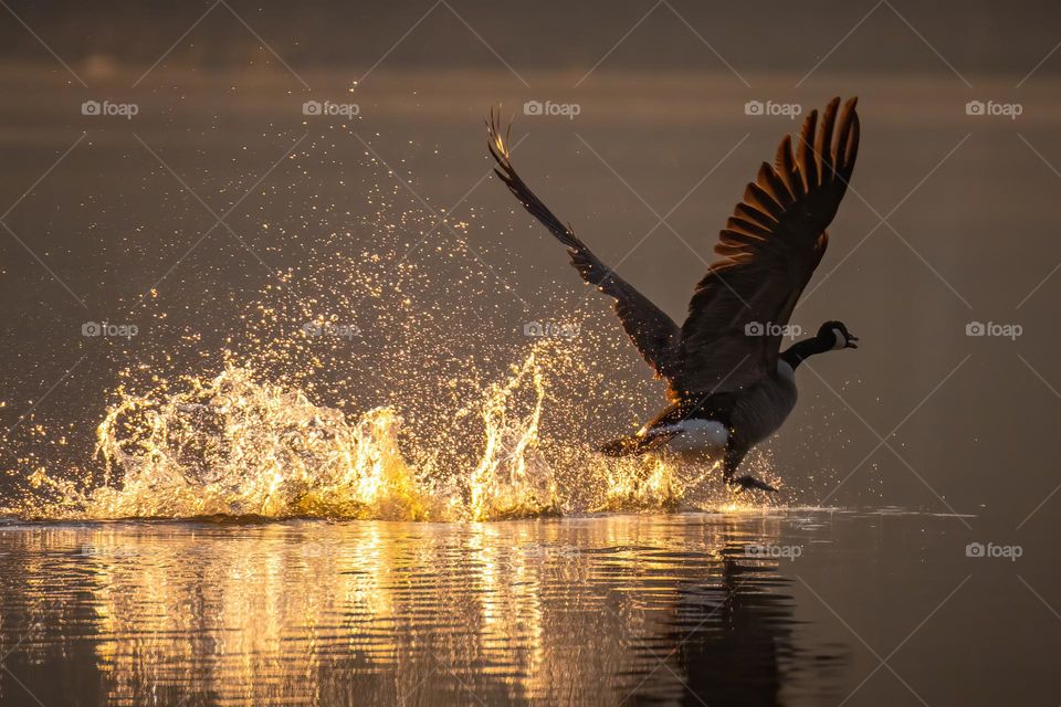 Canada goose takes flight in the early morning light. 