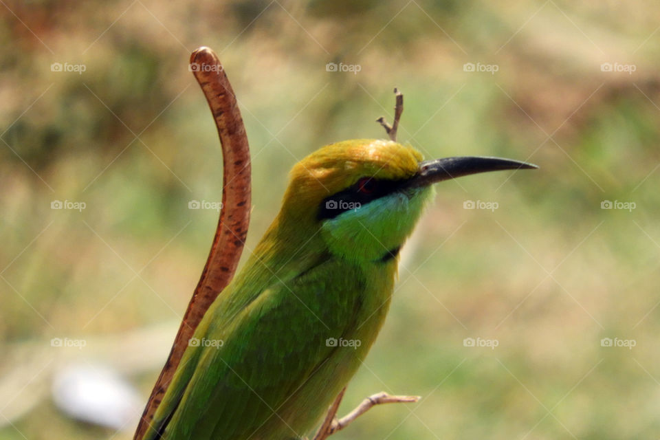 Amazing Bird near