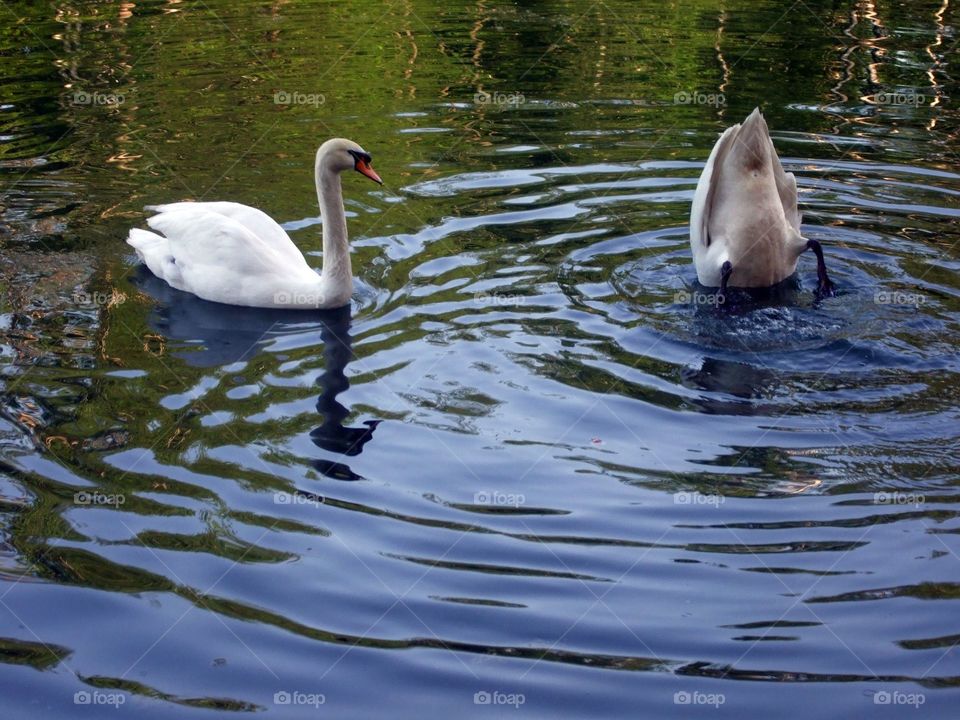 Lake swans forest water nature