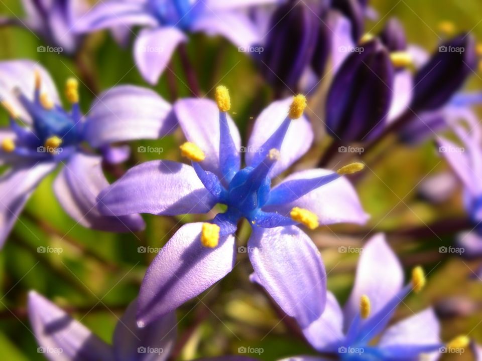 close up of fresh flower