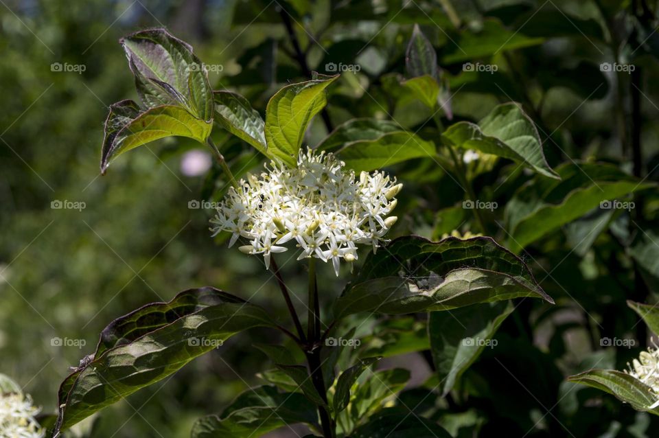 Siberian Dogwood