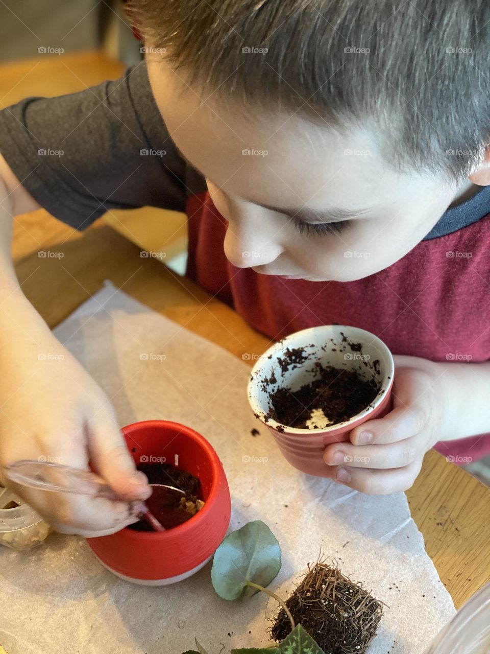 Learning how to repot a plant 