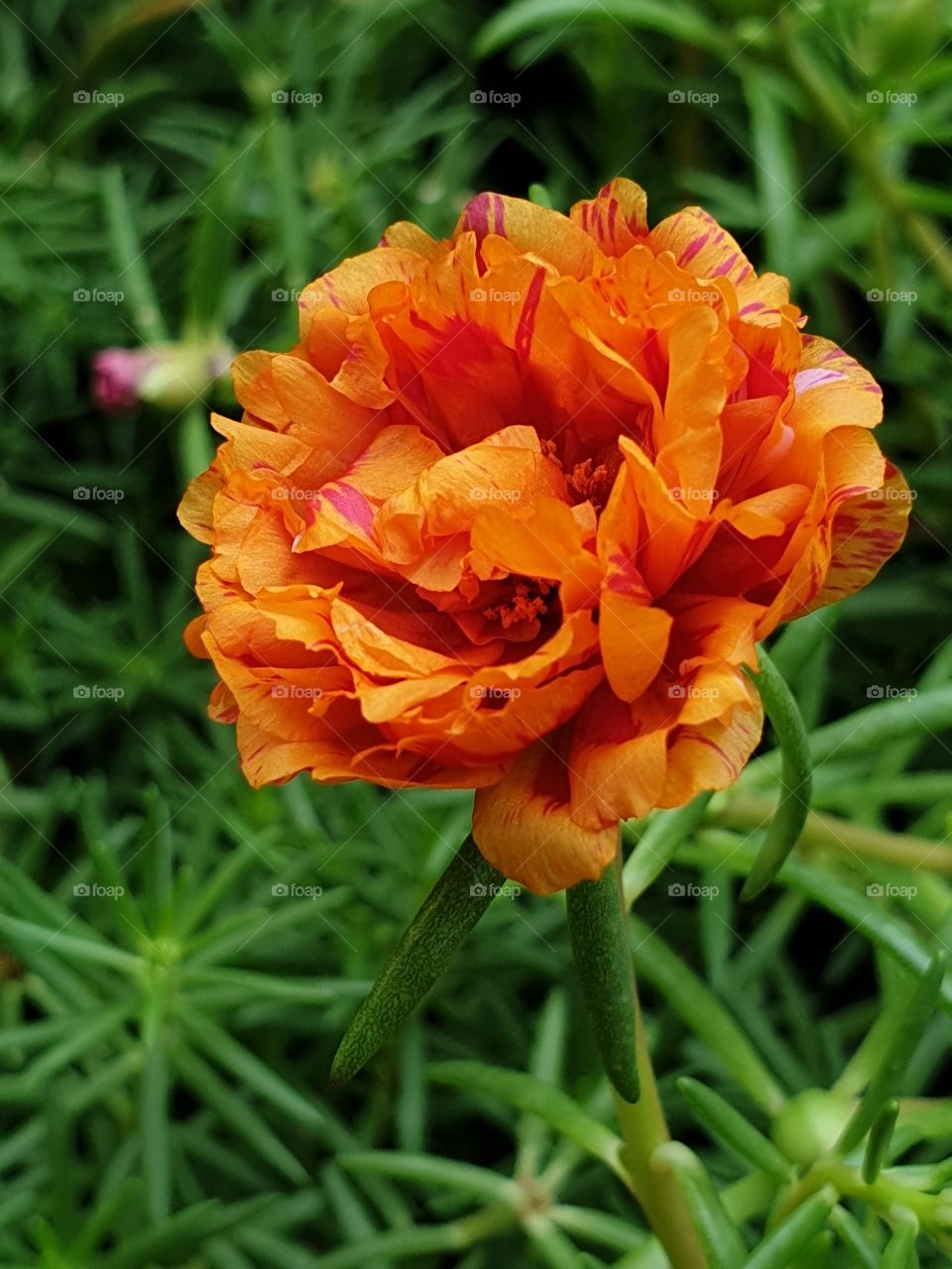 the portulaca grandiflora