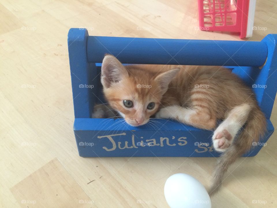 Toolbox kitten 
