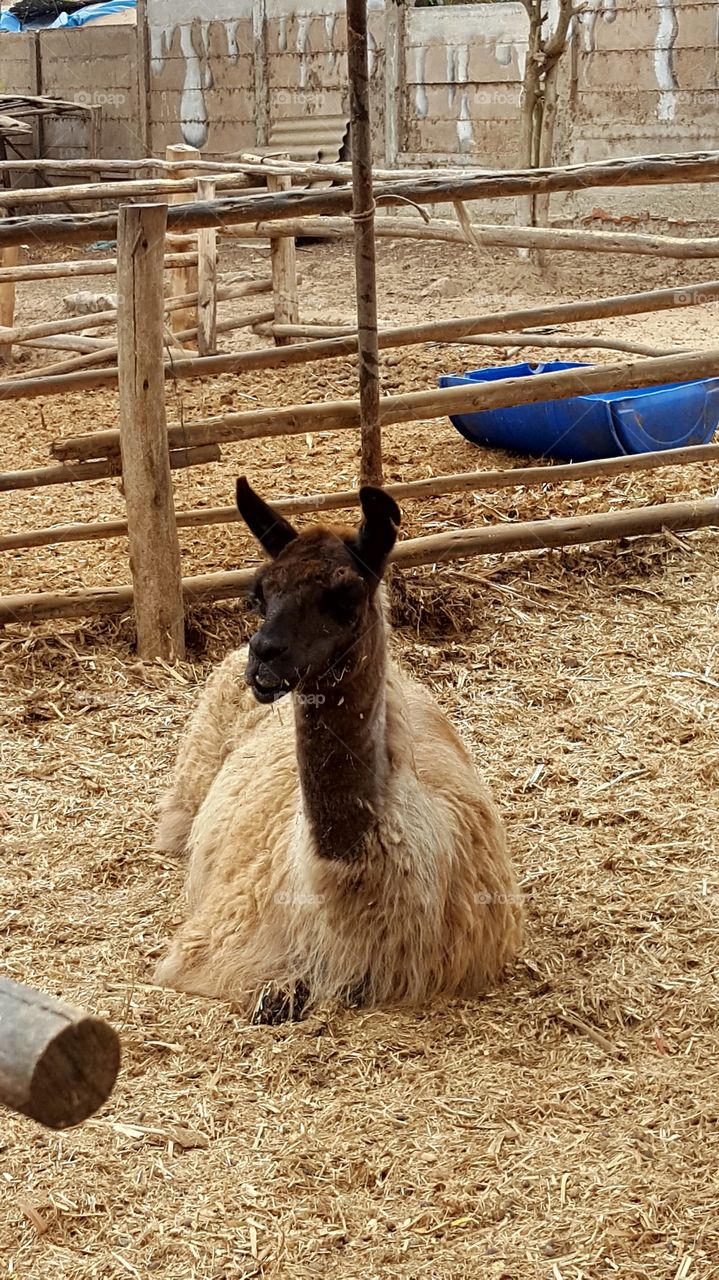 Lama