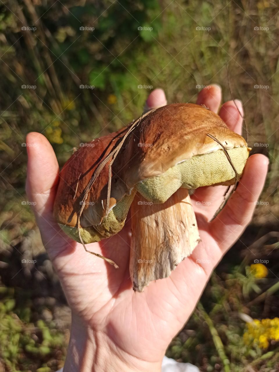Mushroom. Mushroom in my hand. Time to pick mushrooms