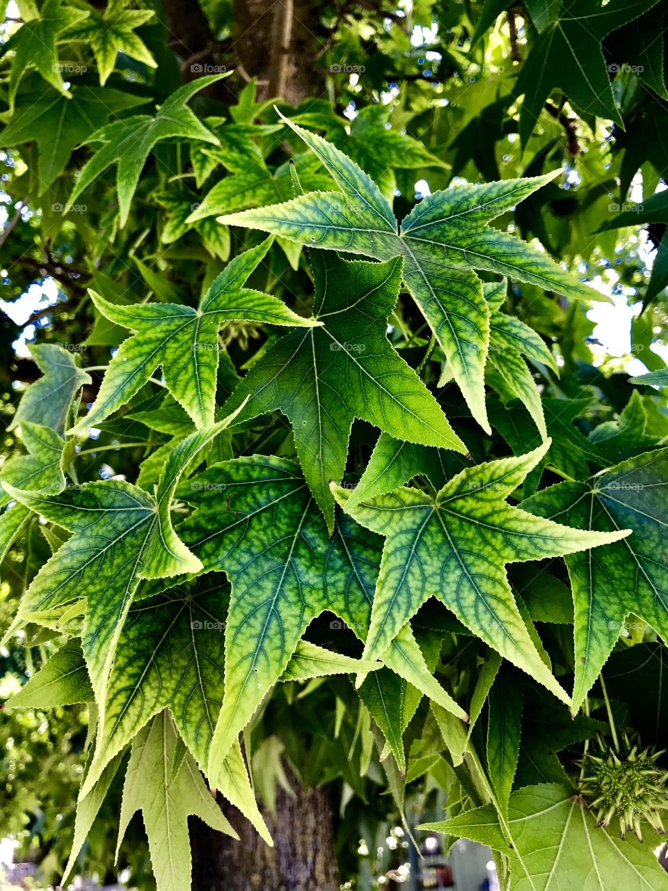 Liquid Amber Leaves In Summer
