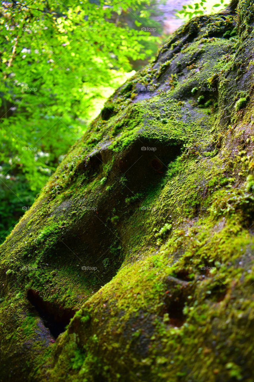 Hocking Hills Ohio State Park Forest Boulder Moss Rock