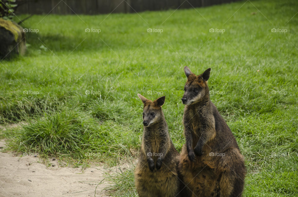 Two kangaroos at a grass background 


