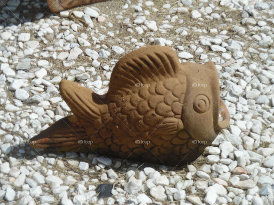 Browns fish 🐠. This is a vacation photo that I took while visiting the Gulf of Mexico. 👣 🚶 🏃 🔥 💨