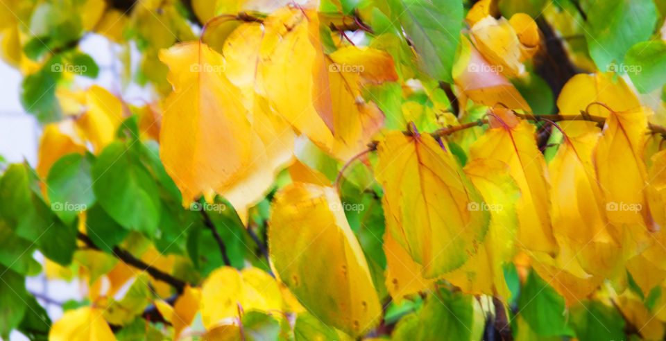 autumn leaves, abstract