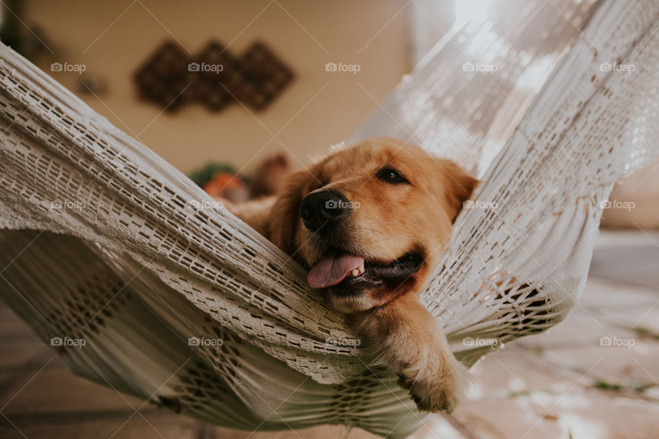 Dog resting