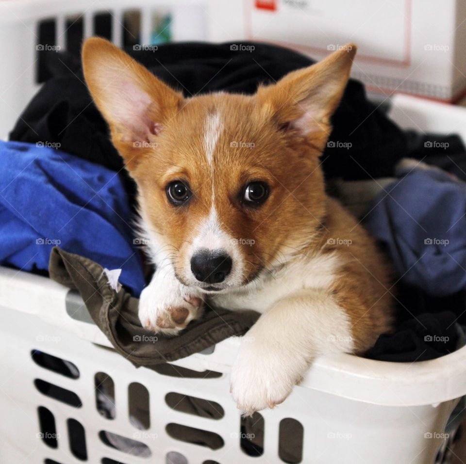 Puppy Laundry Time!