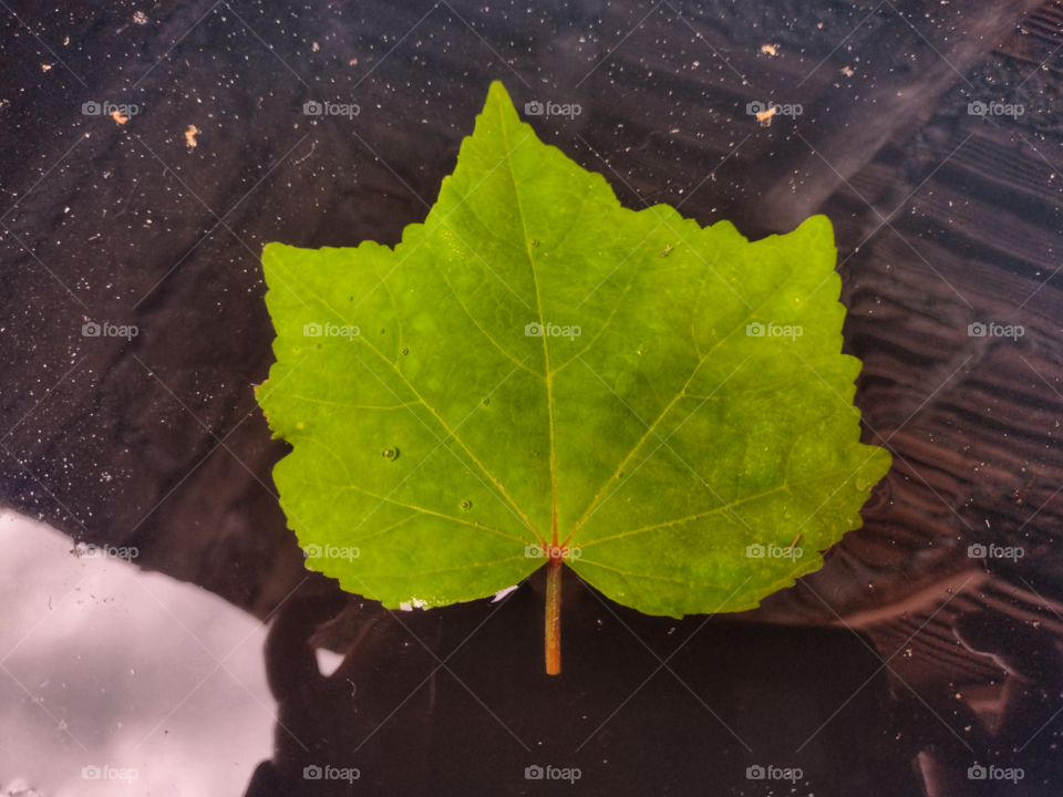 leaf in water