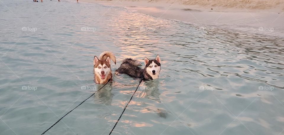 Huskies at the beach