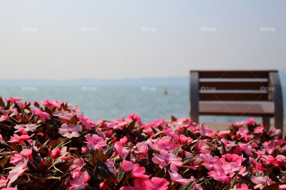 Flower, Nature, Sea, Beach, Color