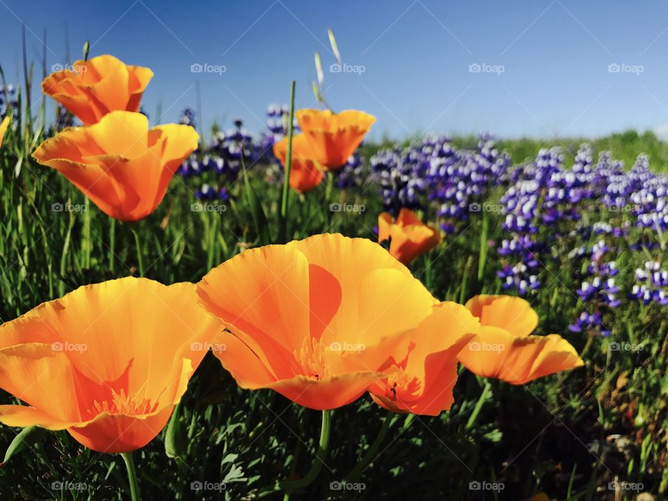 California poppies