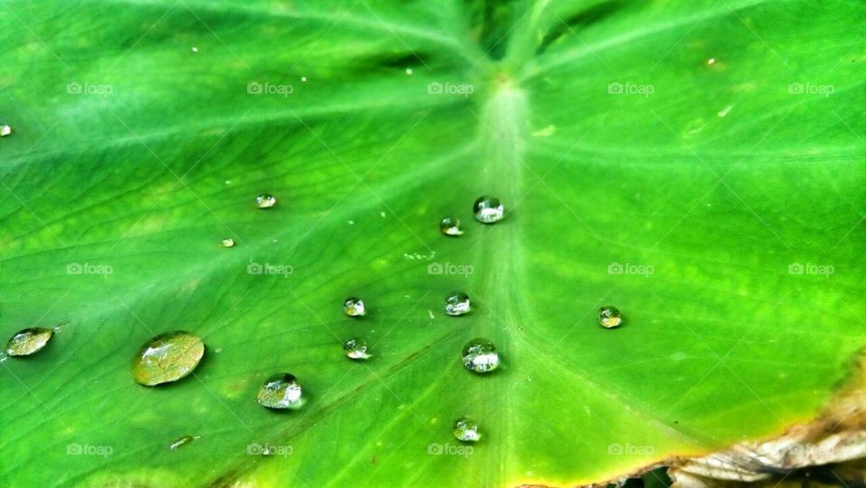 water drops in leaf