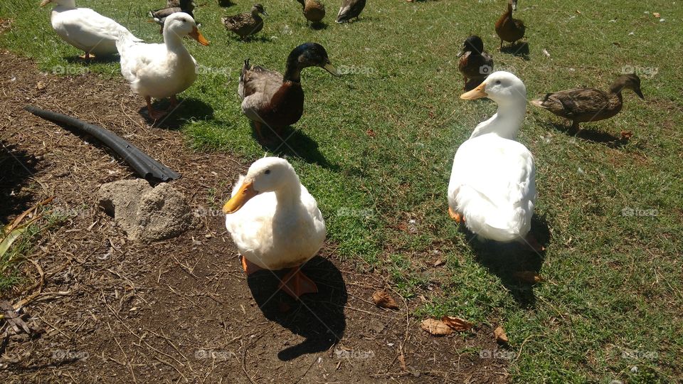 Pretty ducks and geese