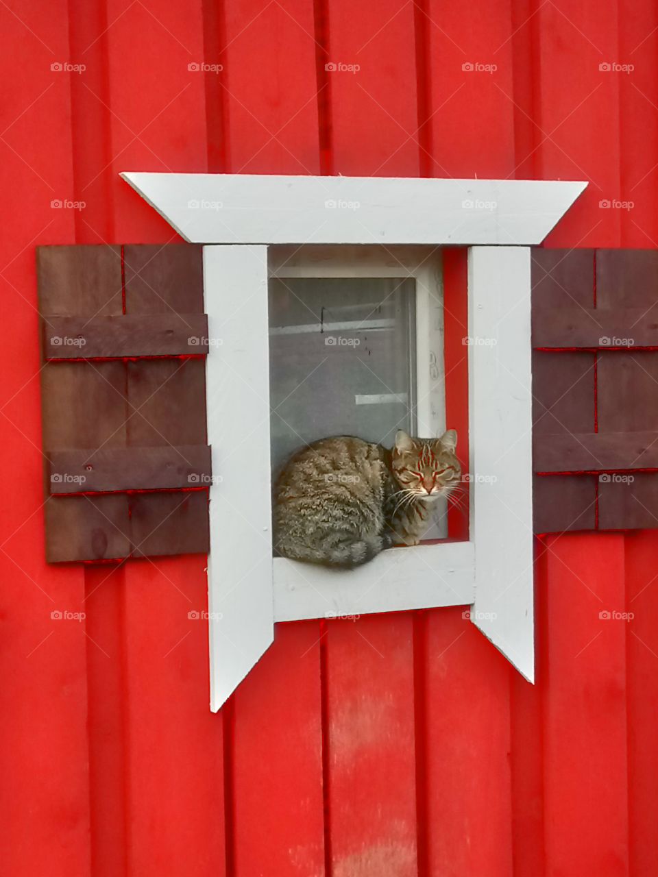 Cat on Window