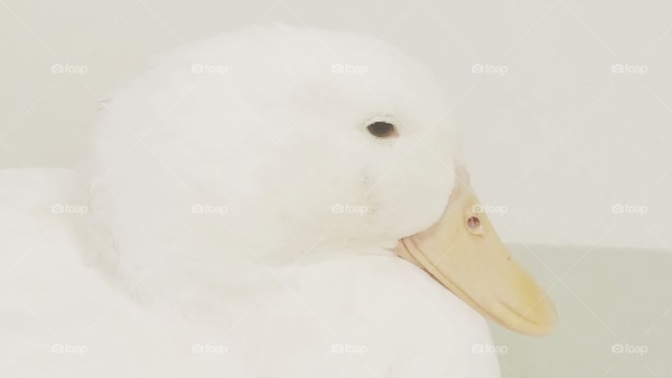 white pekin duck resting