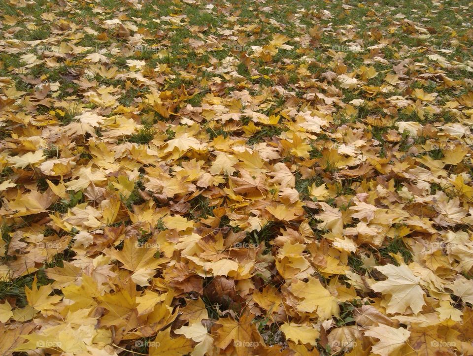 Dry autumn leaves on ground