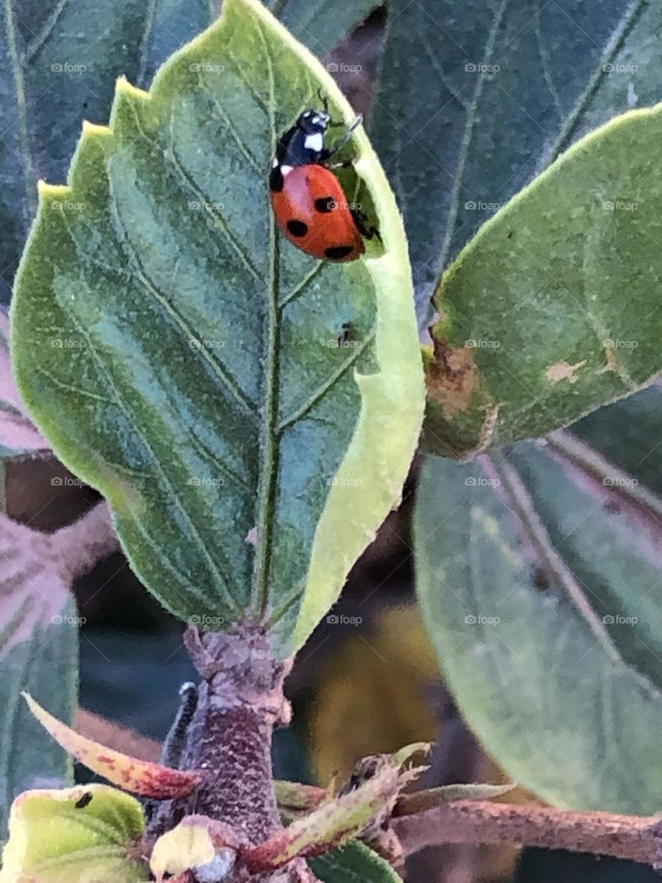 Beautiful ladybug on a green leaf of a tree.