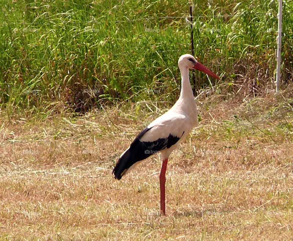 A stork