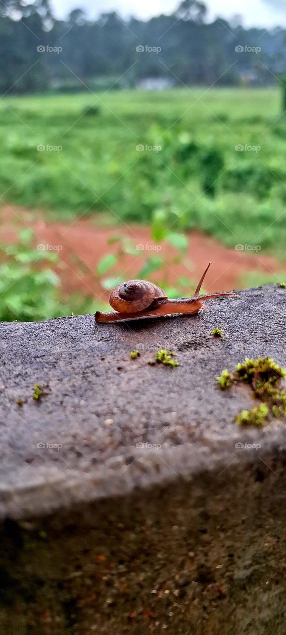 snail